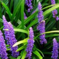 Liriope muscari "Amethyst" - liriopa modrincová